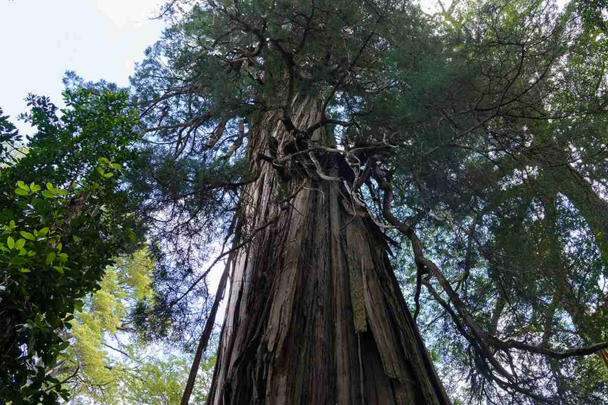 El árbol más antiguo del mundo podría haber sido encontrado en Chile, tener más de 5.000 años y estar muriendo