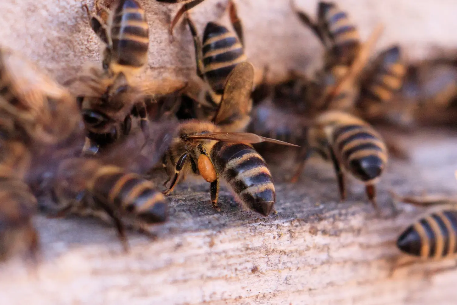 Ojo con las abejas: Aumentan Casos de Alergias Severas por Picaduras en Chile
