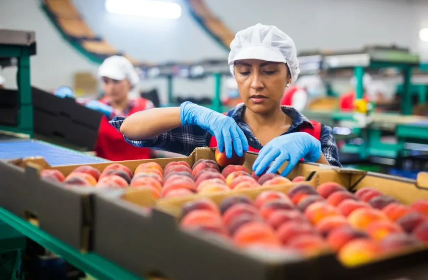 Mosca de la fruta en Chile: Peligro para la agricultura