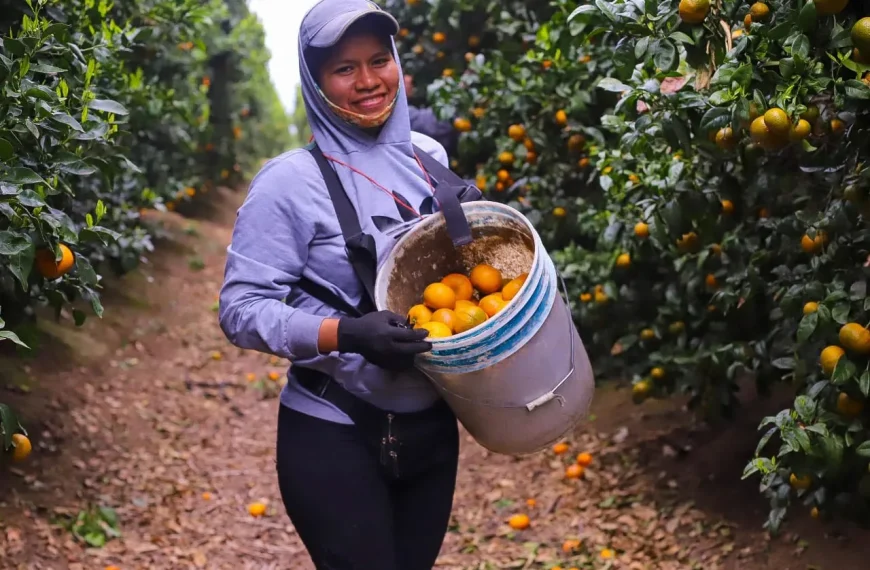 Exportación de Naranjas a México: Oportunidad para Chile