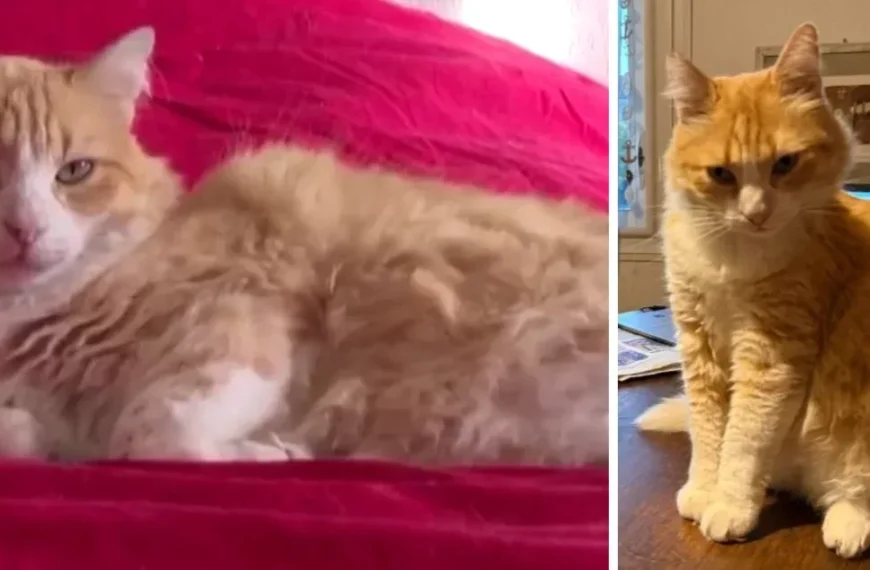 Gato Arresto Domiciliario: Un Insólito Caso en Francia