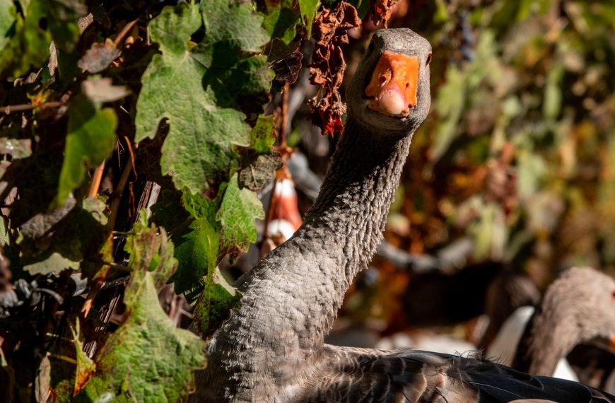 Gansos en viñedos: el secreto natural para un vino sostenible